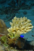 Cnidaires - Cnidarians